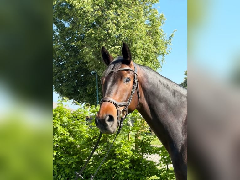 Trakehner Wallach 5 Jahre 161 cm Schwarzbrauner in Aulosen