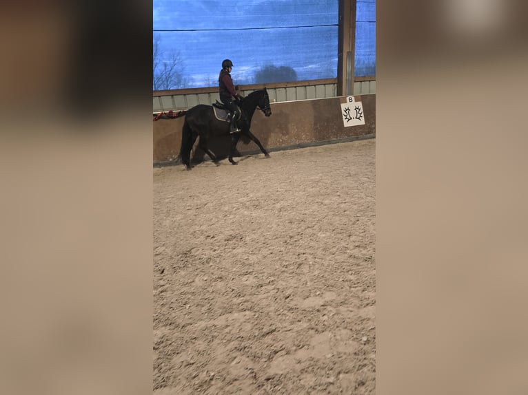 Trakehner Wallach 5 Jahre 162 cm Dunkelbrauner in Sperenberg
