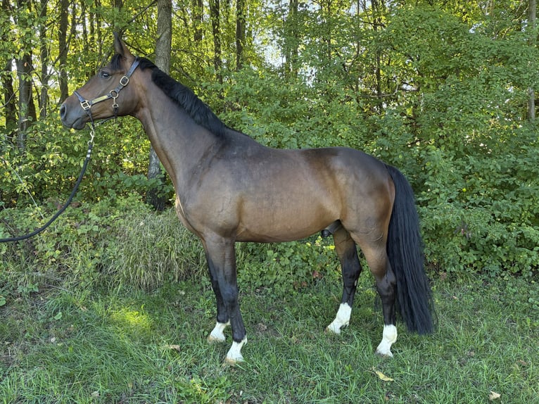 Trakehner Wallach 5 Jahre 163 cm Brauner in Neuhofen An Der Ybbs