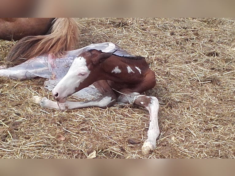 Trakehner Wallach 5 Jahre 163 cm Overo-alle-Farben in Beaumont pied-de-boeuf