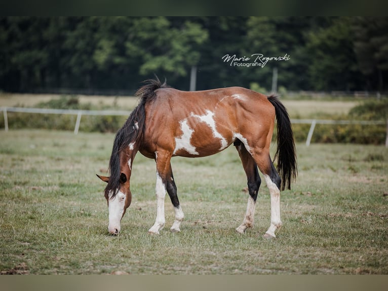 Trakehner Wallach 5 Jahre 163 cm Overo-alle-Farben in Beaumont pied-de-boeuf