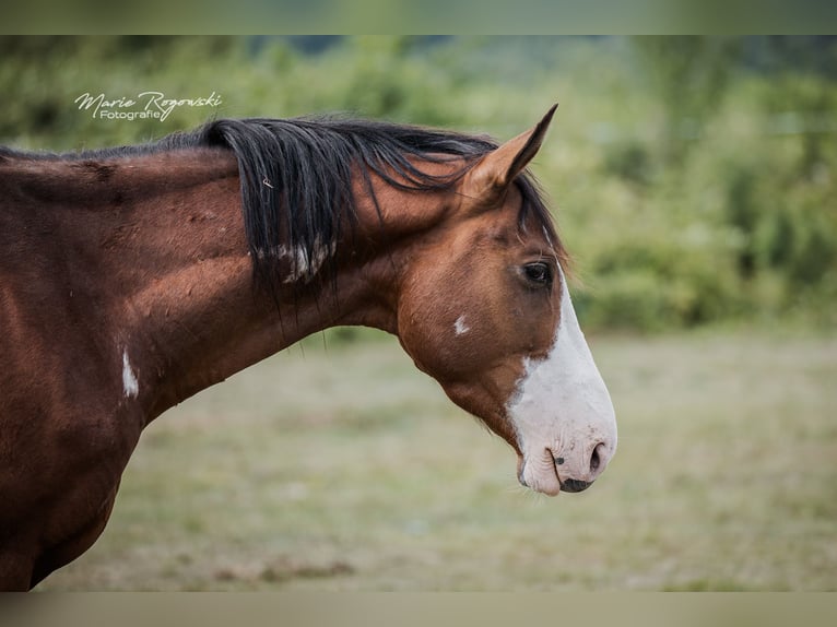 Trakehner Wallach 5 Jahre 163 cm Overo-alle-Farben in Beaumont pied-de-boeuf
