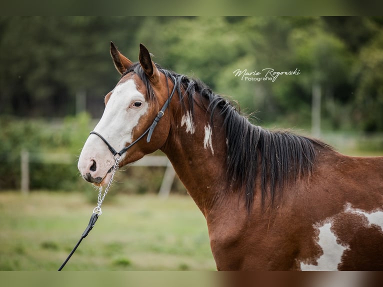 Trakehner Wallach 5 Jahre 163 cm Overo-alle-Farben in Beaumont pied-de-boeuf