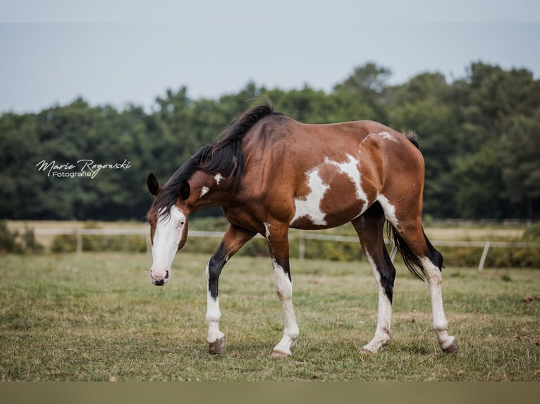 Trakehner Wallach 5 Jahre 163 cm Overo-alle-Farben in Beaumont pied-de-boeuf