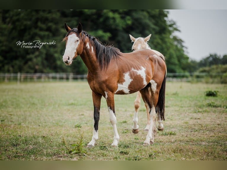 Trakehner Wallach 5 Jahre 163 cm Overo-alle-Farben in Beaumont pied-de-boeuf