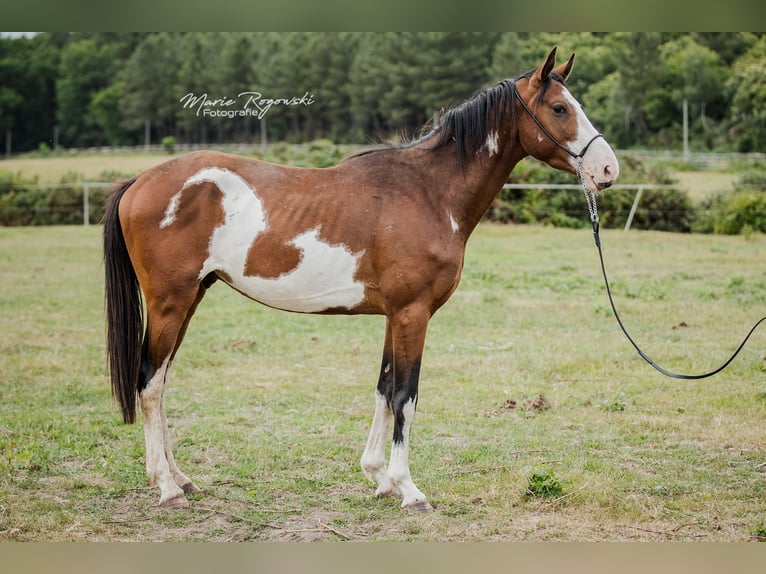 Trakehner Wallach 5 Jahre 163 cm Overo-alle-Farben in Beaumont pied-de-boeuf