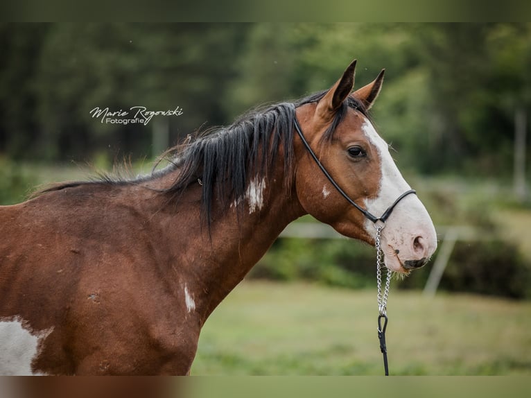 Trakehner Wallach 5 Jahre 163 cm Overo-alle-Farben in Beaumont pied-de-boeuf