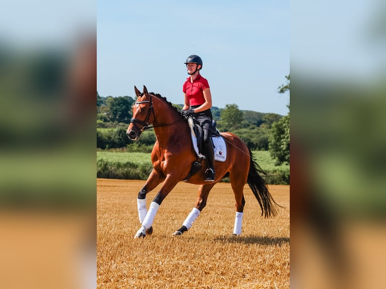 Trakehner Wallach 5 Jahre 164 cm Brauner in Kappeln