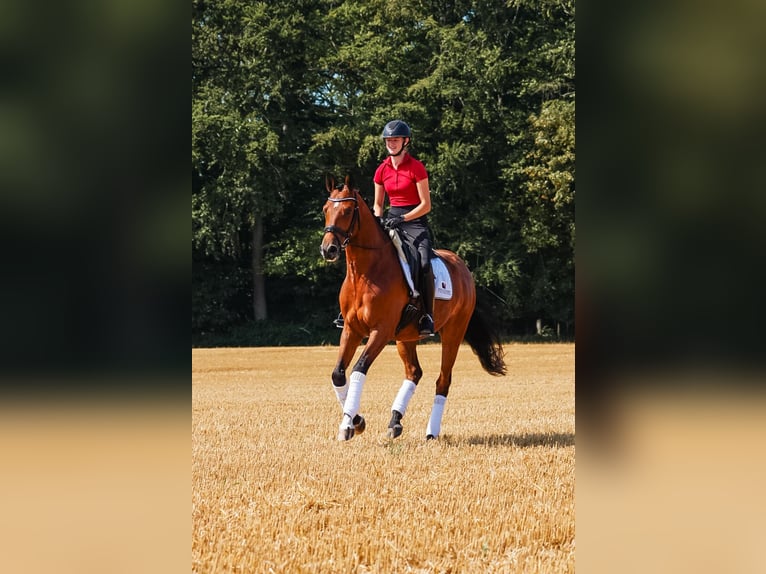 Trakehner Wallach 5 Jahre 164 cm Brauner in Kappeln