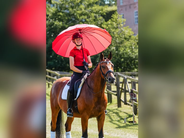 Trakehner Wallach 5 Jahre 164 cm Brauner in Kappeln