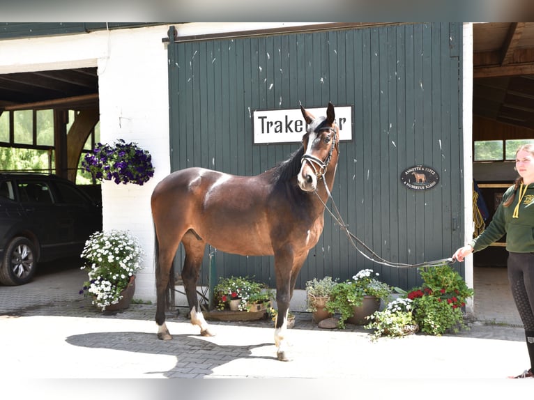Trakehner Wallach 5 Jahre 164 cm Dunkelbrauner in L&#xFC;neburg