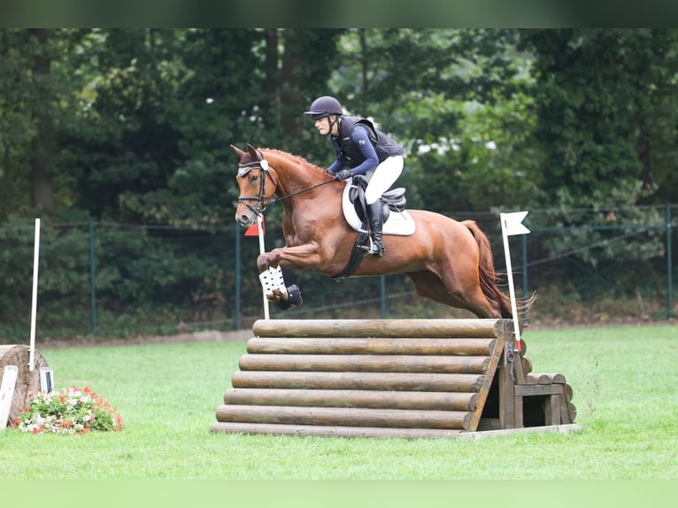 Trakehner Wallach 5 Jahre 164 cm Fuchs in Heidekrug