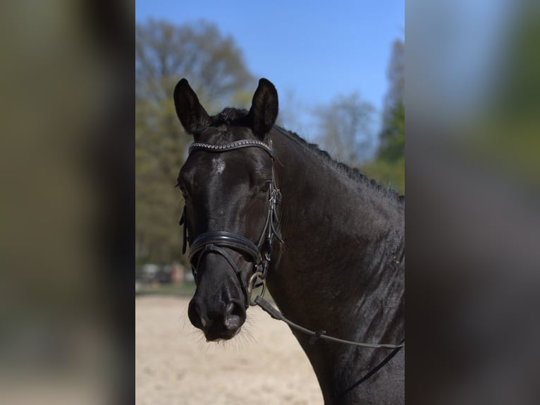 Trakehner Wallach 5 Jahre 164 cm Rappe in Hannover