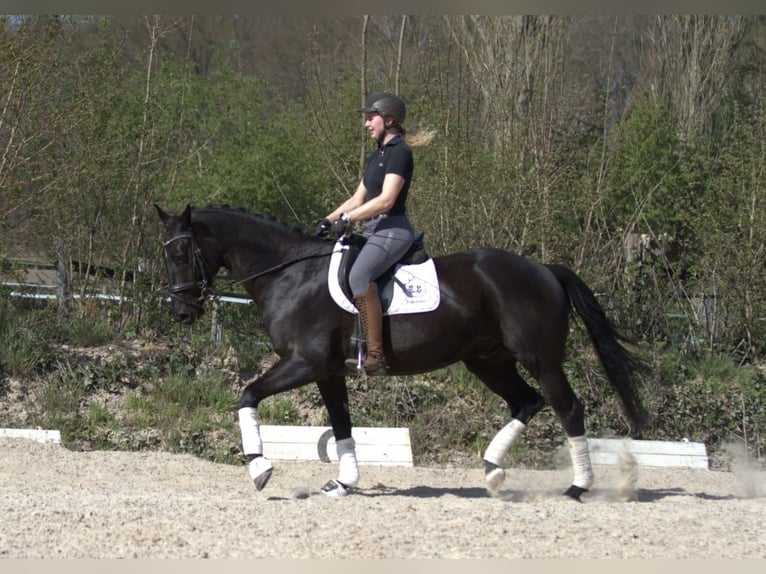 Trakehner Wallach 5 Jahre 164 cm Rappe in Hannover