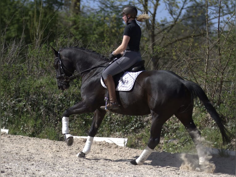 Trakehner Wallach 5 Jahre 164 cm Rappe in Hannover