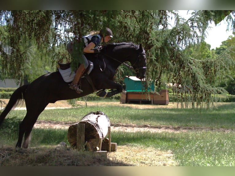 Trakehner Wallach 5 Jahre 164 cm Rappe in Hannover