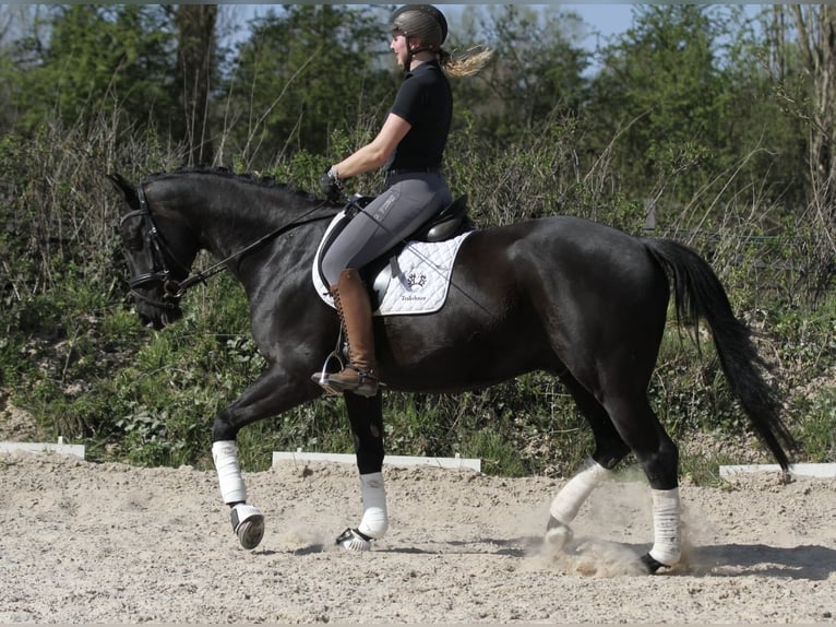 Trakehner Wallach 5 Jahre 164 cm Rappe in Hannover