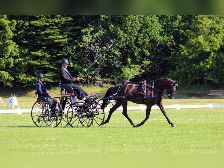 Trakehner Wallach 5 Jahre 165 cm Brauner in Odder