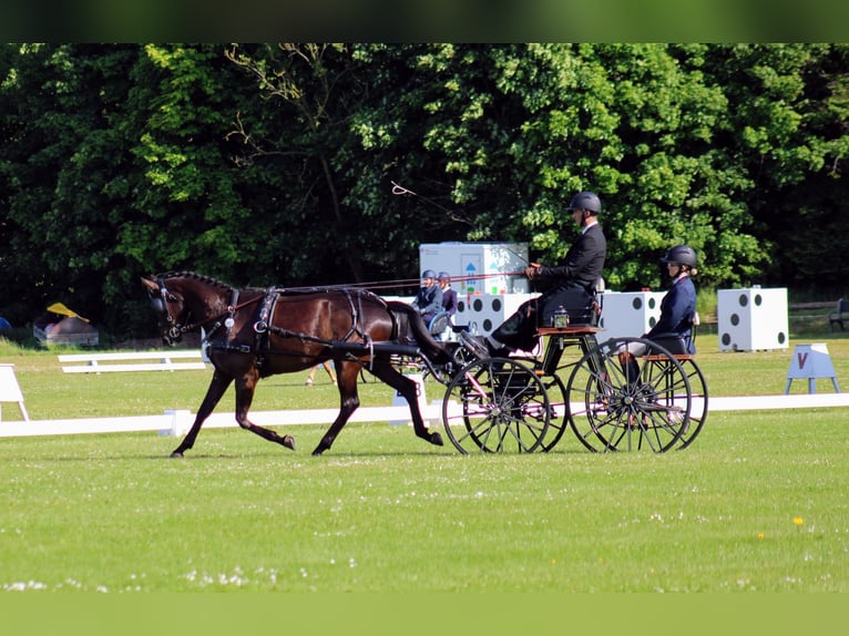 Trakehner Wallach 5 Jahre 165 cm Brauner in Odder