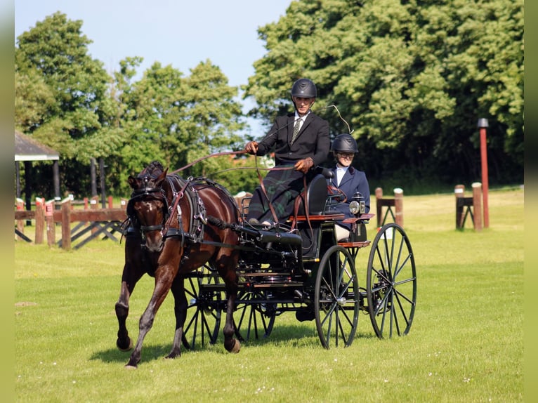 Trakehner Wallach 5 Jahre 165 cm Brauner in Odder