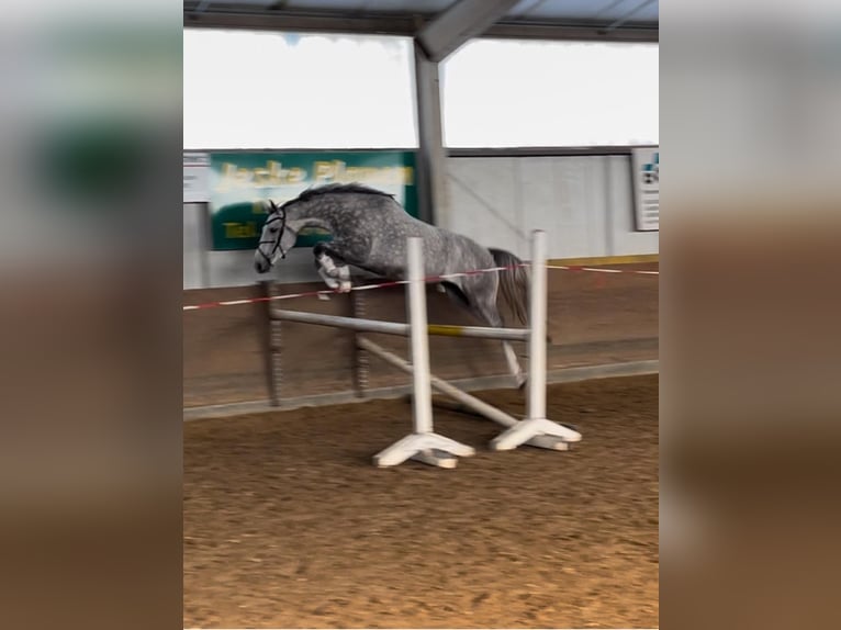 Trakehner Wallach 5 Jahre 165 cm Schimmel in Heidekrug