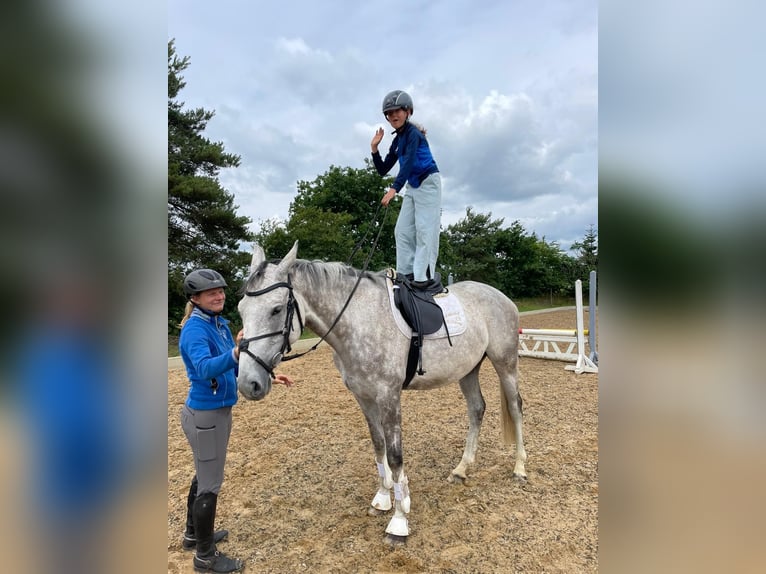 Trakehner Wallach 5 Jahre 165 cm Schimmel in Heidekrug