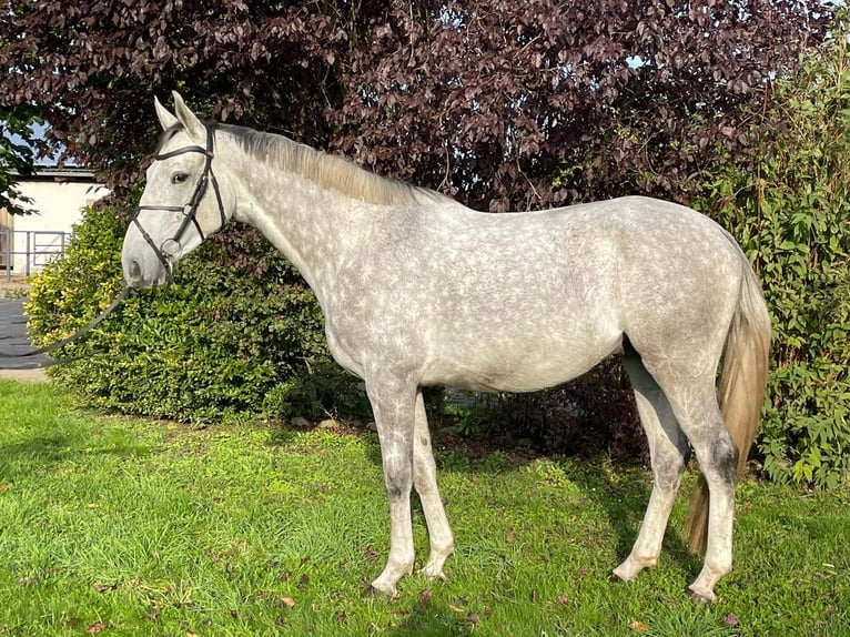 Trakehner Wallach 5 Jahre 165 cm Schimmel in Heidekrug