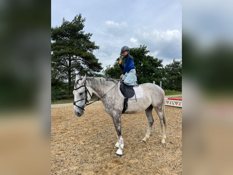 Trakehner Wallach 5 Jahre 165 cm Schimmel in Heidekrug