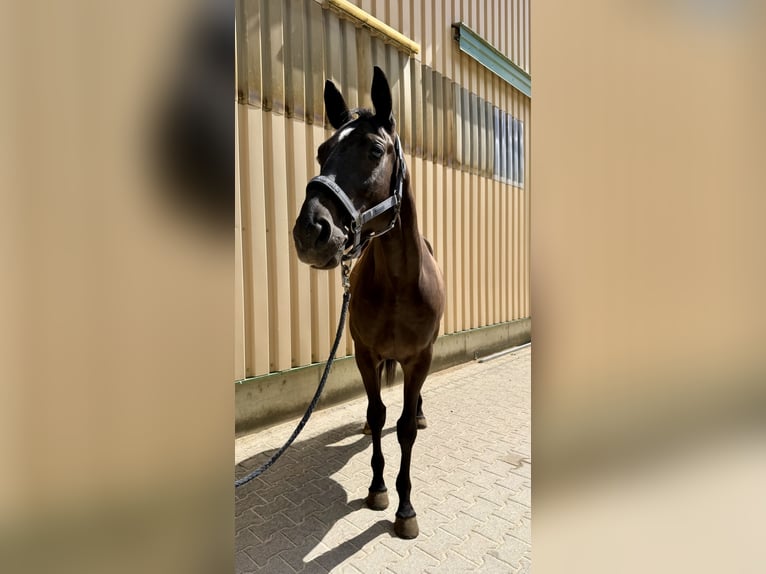 Trakehner Wallach 5 Jahre 165 cm Schwarzbrauner in Bad Abbach