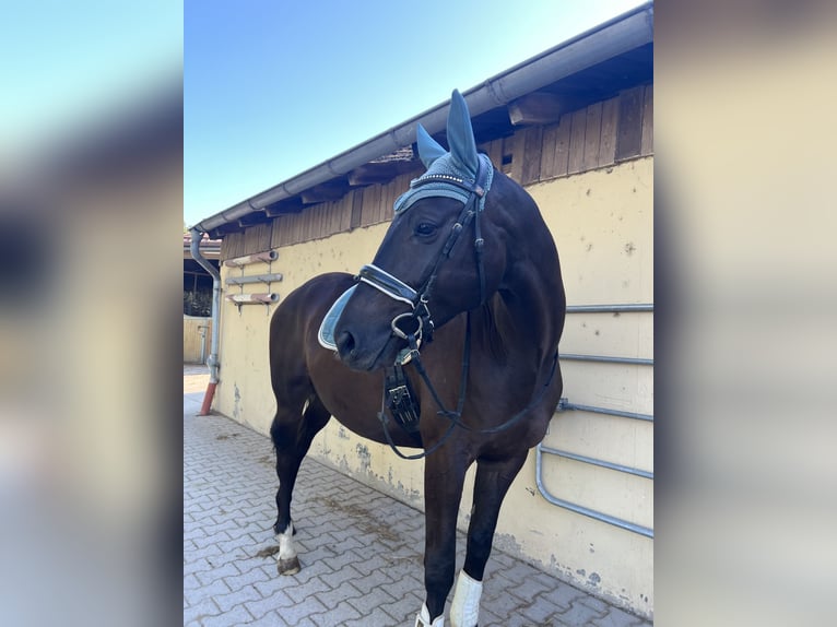 Trakehner Wallach 5 Jahre 165 cm Schwarzbrauner in Bad Abbach