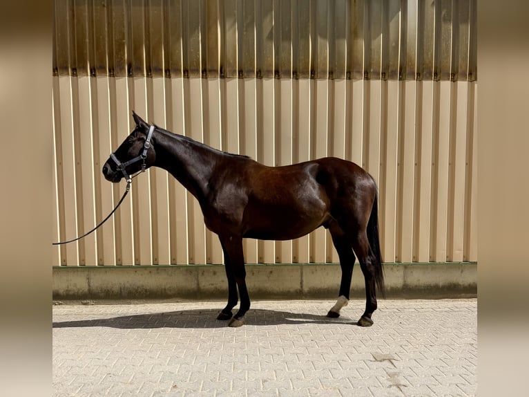 Trakehner Wallach 5 Jahre 165 cm Schwarzbrauner in Bad Abbach