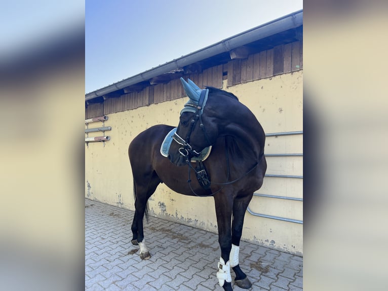 Trakehner Wallach 5 Jahre 165 cm Schwarzbrauner in Bad Abbach