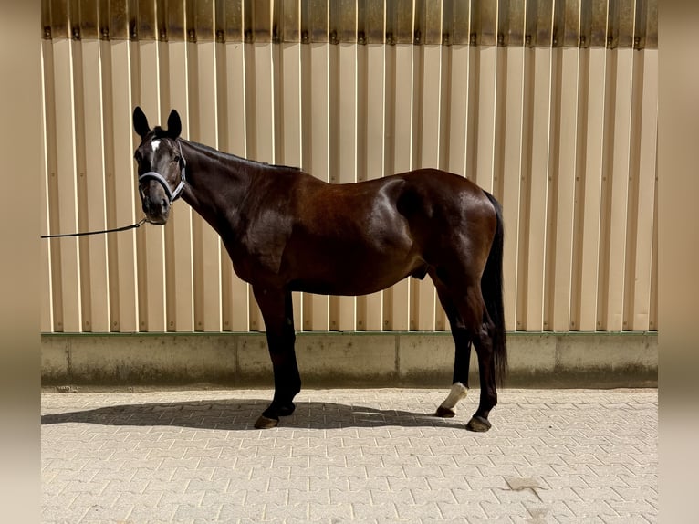 Trakehner Wallach 5 Jahre 165 cm Schwarzbrauner in Bad Abbach