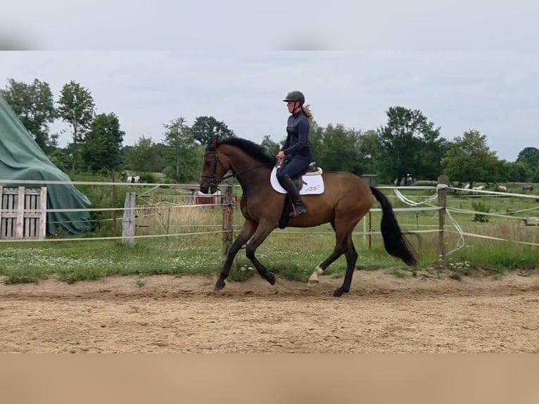 Trakehner Wallach 5 Jahre 166 cm Brauner in Sahms