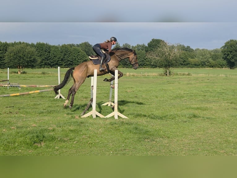 Trakehner Wallach 5 Jahre 166 cm Brauner in Sahms