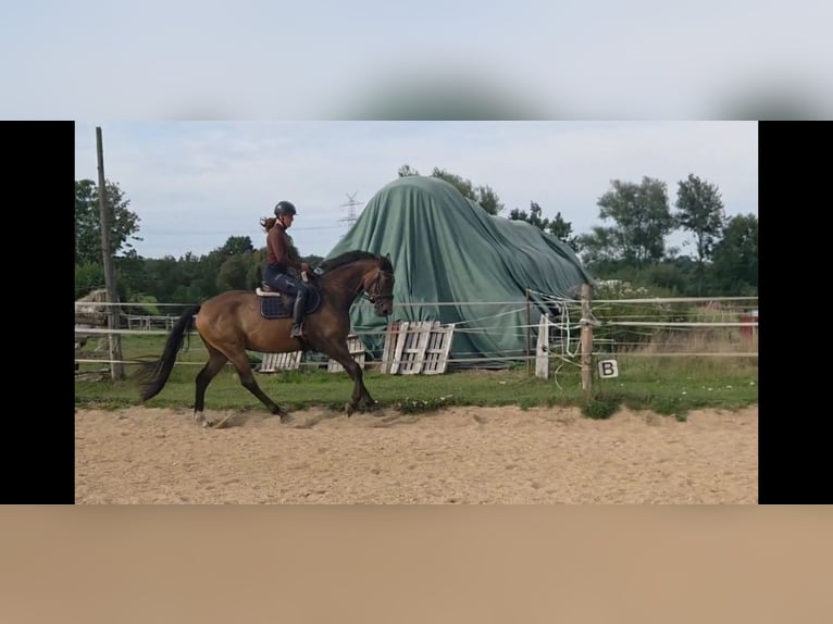 Trakehner Wallach 5 Jahre 166 cm Brauner in Sahms