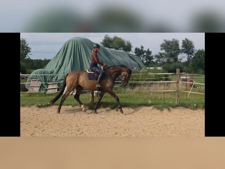 Trakehner Wallach 5 Jahre 166 cm Brauner in Sahms