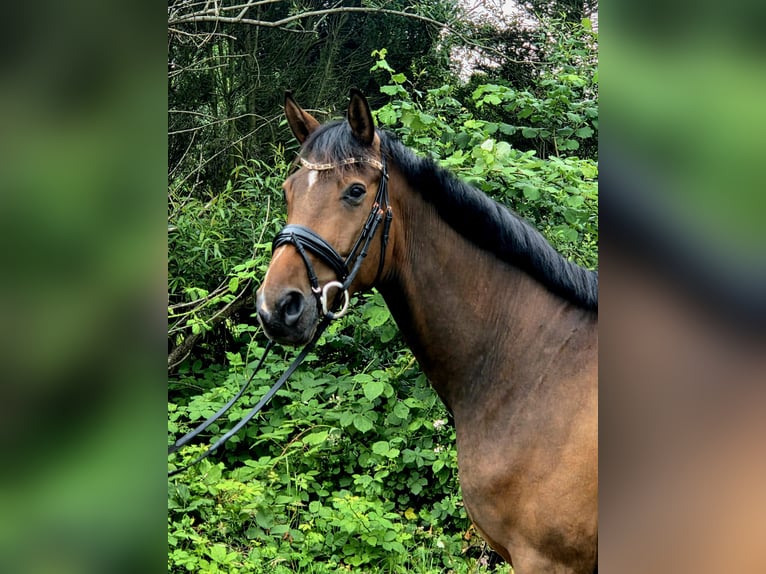 Trakehner Wallach 5 Jahre 166 cm Brauner in Sahms