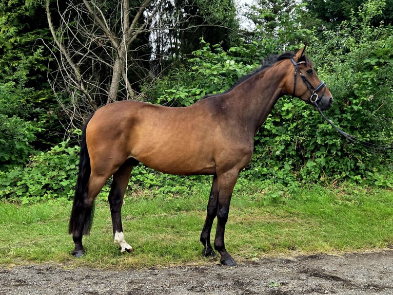 Trakehner Wallach 5 Jahre 166 cm Brauner in Sahms
