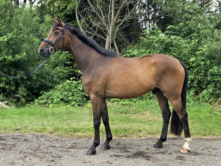 Trakehner Wallach 5 Jahre 166 cm Brauner in Sahms