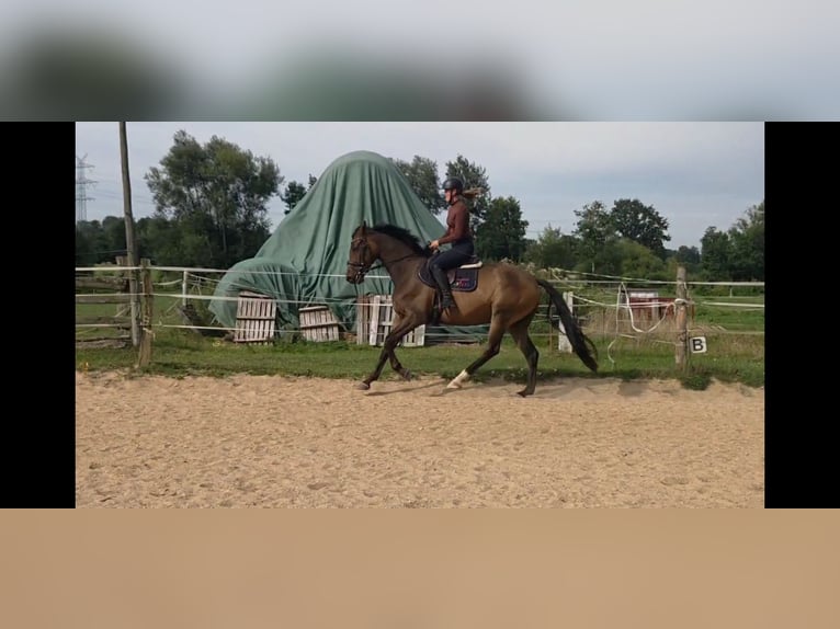 Trakehner Wallach 5 Jahre 166 cm Brauner in Sahms