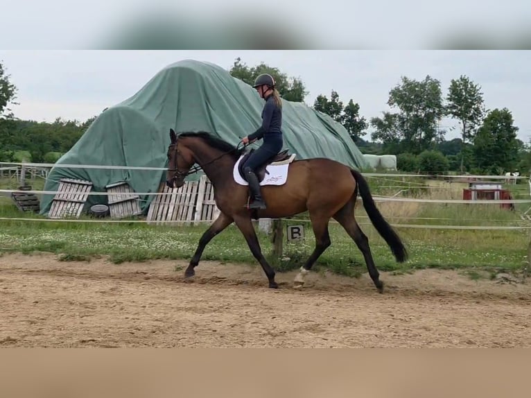 Trakehner Wallach 5 Jahre 166 cm Brauner in Sahms