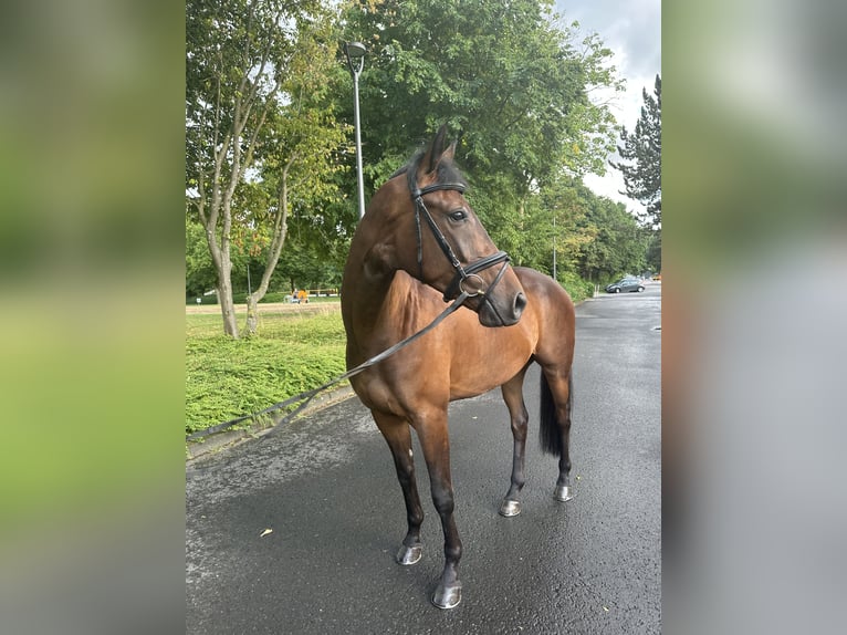 Trakehner Wallach 5 Jahre 166 cm Dunkelbrauner in Warendorf