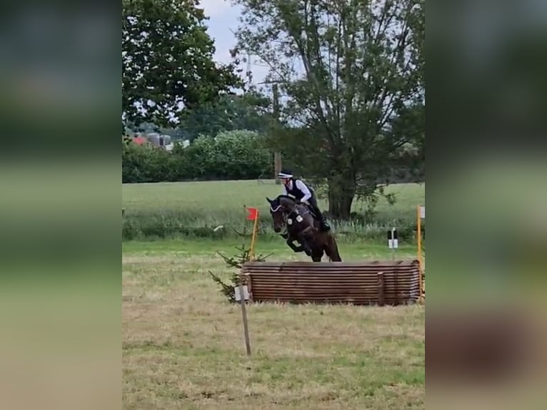 Trakehner Wallach 5 Jahre 166 cm Dunkelbrauner in Warendorf