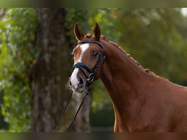 Trakehner Wallach 5 Jahre 166 cm Fuchs in Hamm