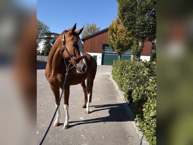 Trakehner Wallach 5 Jahre 166 cm Fuchs in Pfaffenhofen an der Ilm