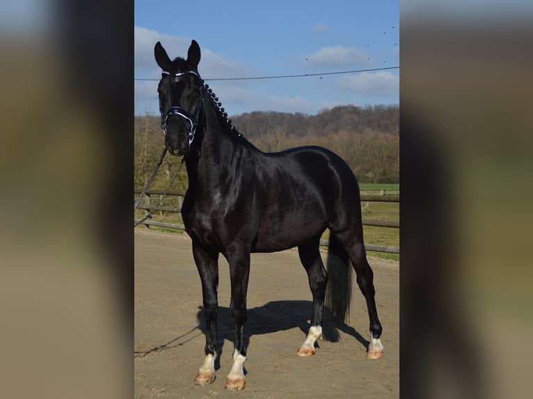 Trakehner Wallach 5 Jahre 166 cm Rappe in Wadersloh