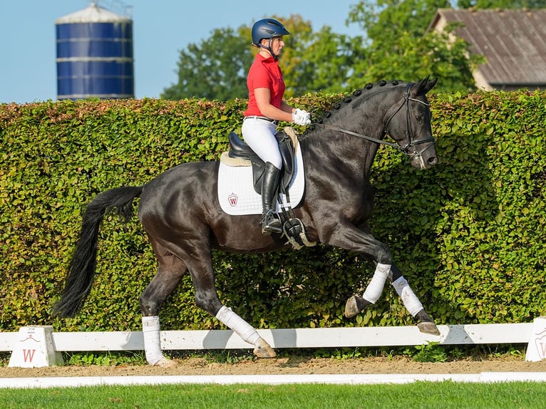 Trakehner Wallach 5 Jahre 166 cm Schwarzbrauner in Münster