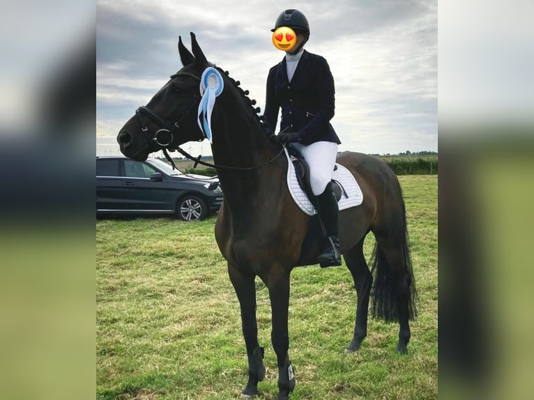 Trakehner Wallach 5 Jahre 166 cm Schwarzbrauner in TarbekRendsw&#xFC;hren