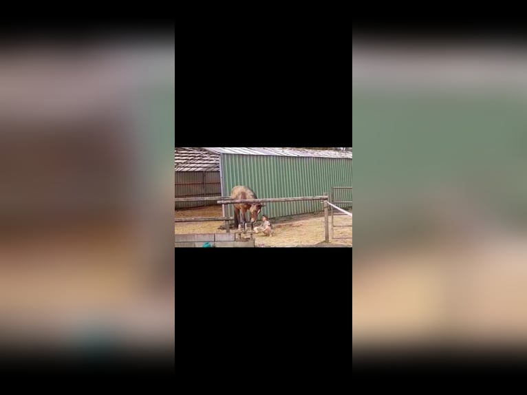 Trakehner Wallach 5 Jahre 167 cm Brauner in Dinslaken